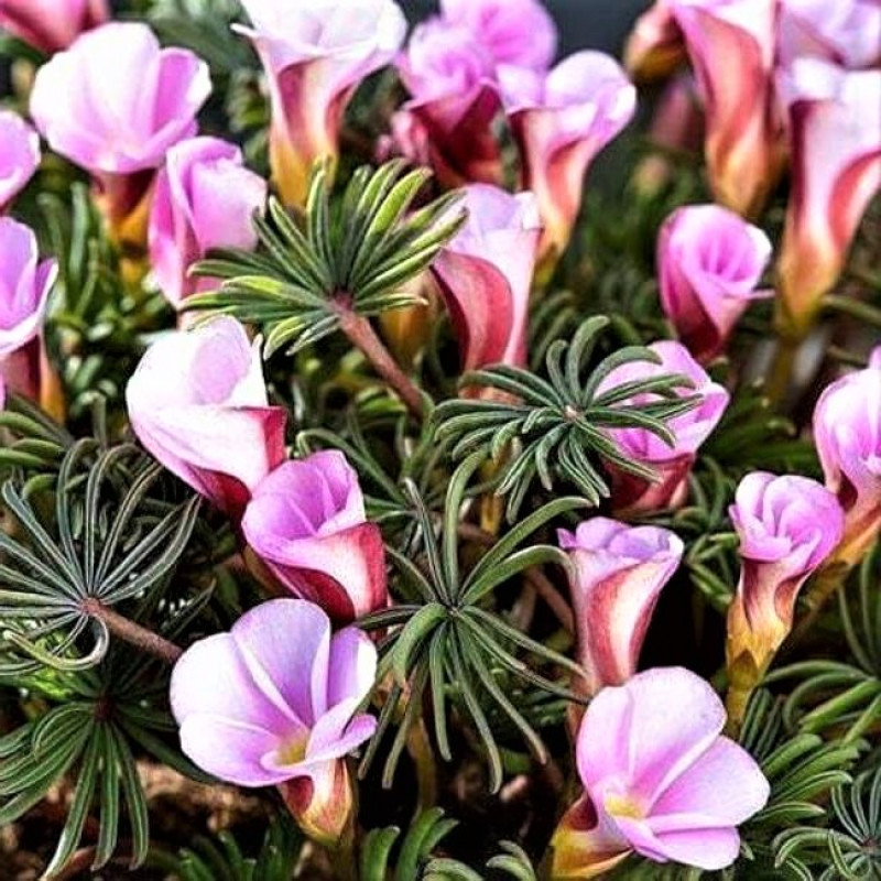 Oxalis versicolor 'Autumn Pink'